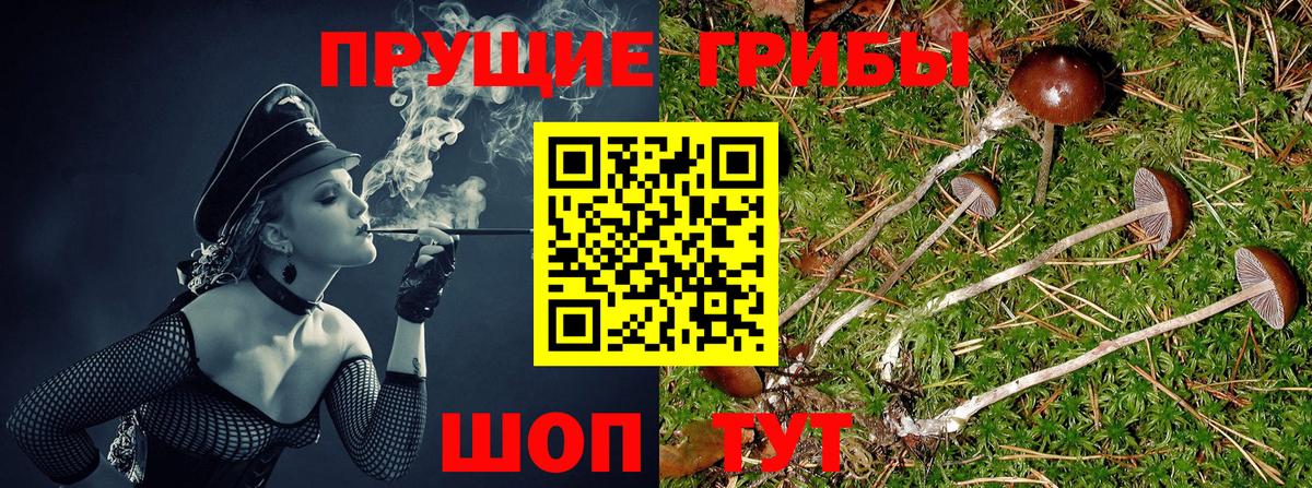 Сальск  Галлюциногенные грибы мицелий  Вход с VPN 
